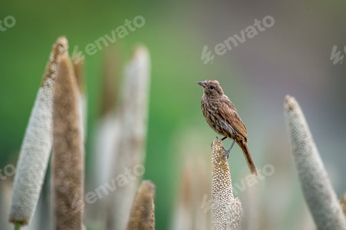 Preview: Buntings