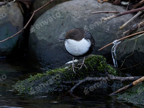 Preview: White-throated dipper (Cinclus cinclus)