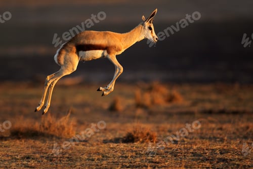 Preview: Springbok antelope (Antidorcas marsupialis) jumping, South Africa