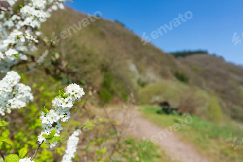 Preview: Moselle Cherry Blossoms, Germany