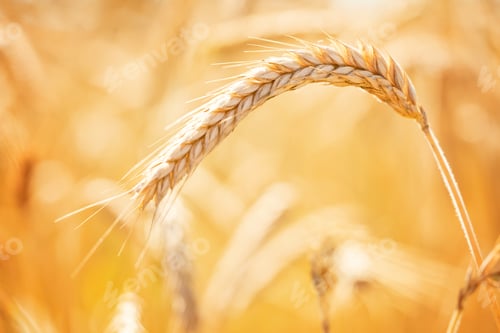 Preview: Golden ripe ears of wheat close up. Ripening wheat spikelets in rural meadow closeup.