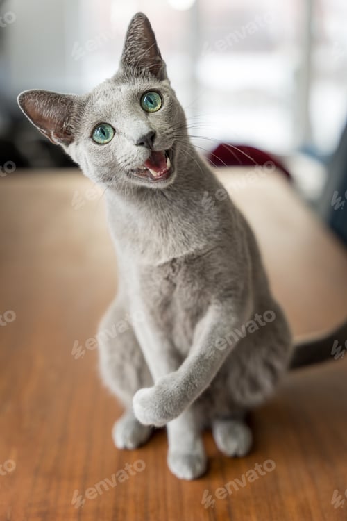 Preview: Purebred Russian Blue cat with green eyes sitting on a wooden table and looking at the camera.