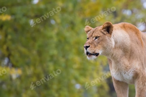 Preview: Lioness a closeup portrait