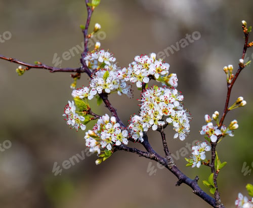 Preview: closeup of a tree with blossoms with a green background