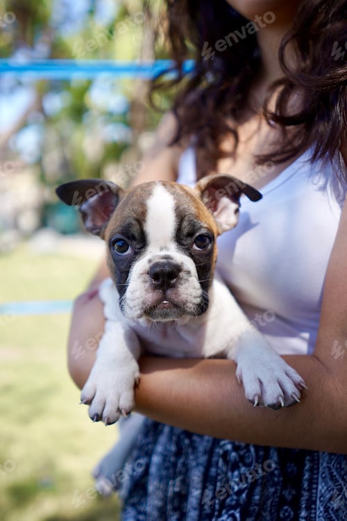 Preview: Cute adorable French Bulldog, frenchie puppy.