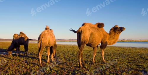 Preview: Camels Scenic Nature Animals Travel Concept