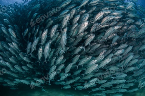 Preview: School of jack fish, underwater view, Cabo San Lucas, Baja California Sur, Mexico, North America