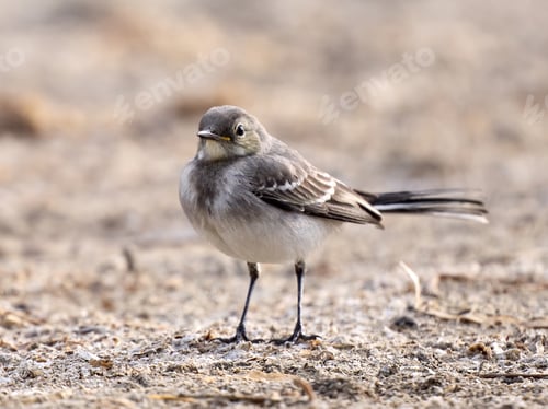 Preview: Juvenile White wagtail (Motacilla alba)