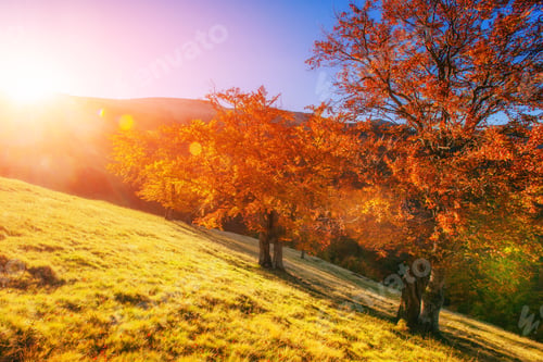 Preview: birch forest in sunny afternoon while autumn season