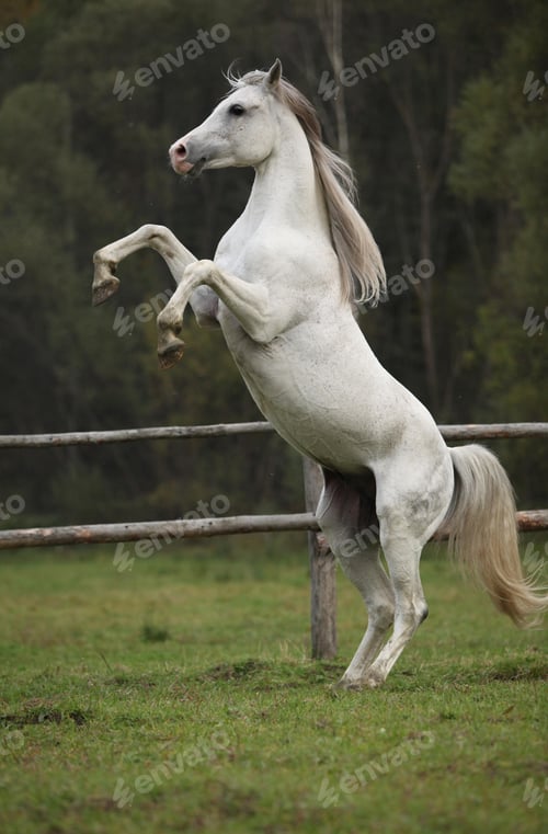 Preview: arabian, horse, mare, stallion, riding