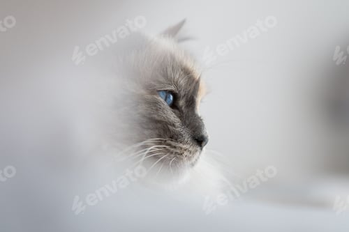 Preview: Portrait of a cute white Birman cat looking straight at a point