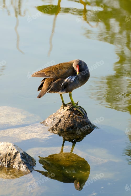 Preview: Autumn at Portello park in Milan, Italy. Birds at the lake