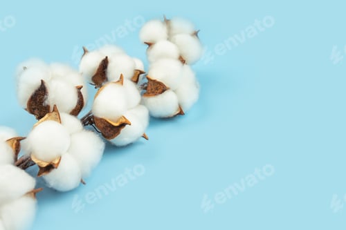 Preview: Branch of cotton flowers on blue background with copy space