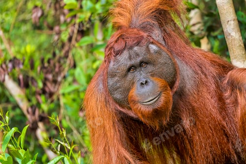 Preview: Orangutan, Tanjung Puting National Park, Indonesia