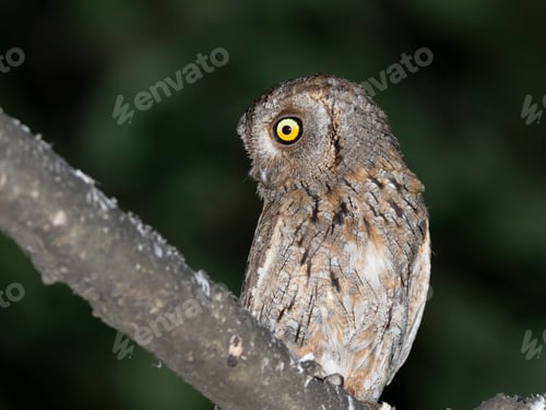 Preview: Eurasian scops owl, Otus scops. Close-up of a bird sitting on a branch, looking to the side