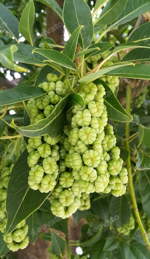 Preview: Phytolacca dioica, branches with fruits close up