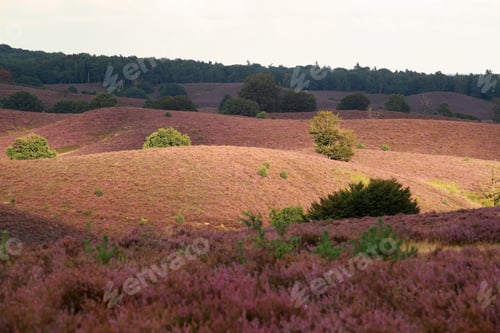 Preview: sunlight over hills with pink heather