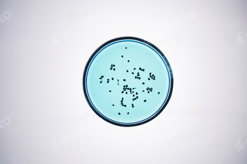 Preview: Petri Dish with Bacteria in Blue Liquid on Light Table in Laboratory