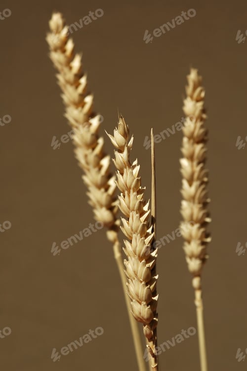 Preview: cereal crop