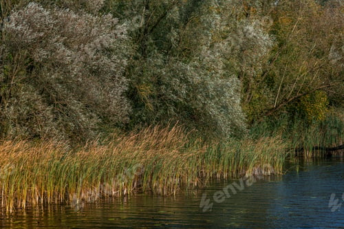 Preview: Yellow, orange and green reed stems in early morning sunlight