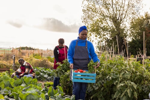 Preview: Farmers harvesting fresh vegetables in community garden