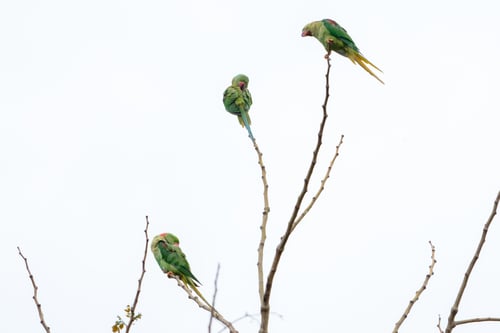 Preview: Pair of Alexandrine Parakeets perched and fluttering on bare branches