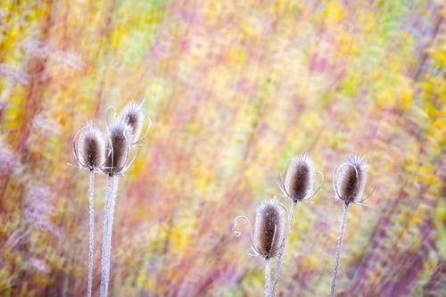 Preview: Typha plant in purple light