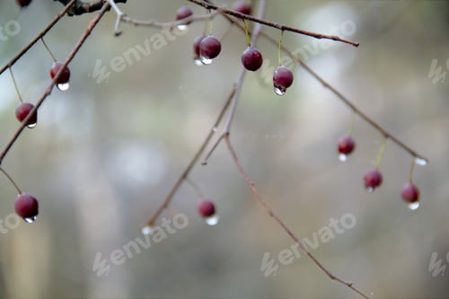 Preview: Rain drops on the fruit