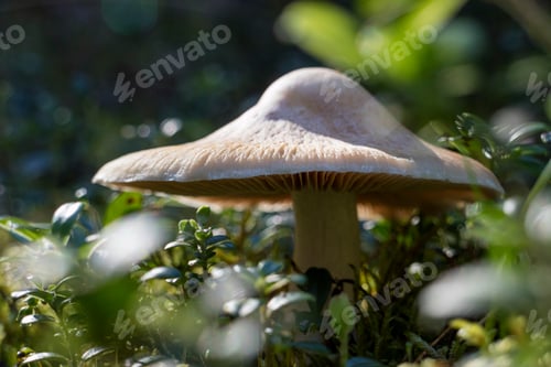 Preview: Cortinarius mushroom