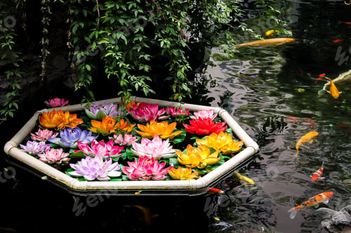 Preview: Koi fish and flowers in a pond