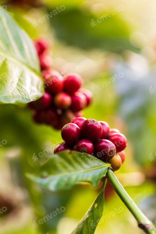 Preview: harvesting coffee berries by agriculture. Coffee beans ripening on the tree in North of Thailand