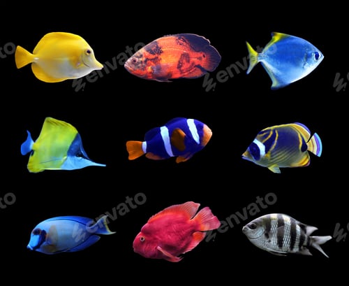 Preview: Set of different bright tropical fishes on black background