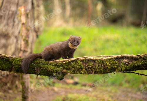 Preview: Close-up shot of an Irish Pine Martin in woodland