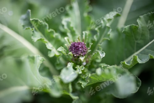 Preview: fresh grown vegetables garden green organic macro