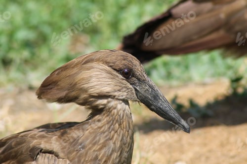 Preview: Close-up of a hamerkop bird with detailed feathers and a blurred natural background