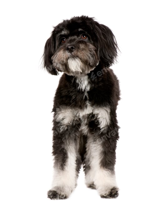 Preview: Tibetan Terrier (9 months)