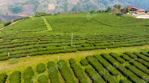 Preview: Plantation ecological tea garden. Green tea mountain. tea plantation background. Beautiful Tea