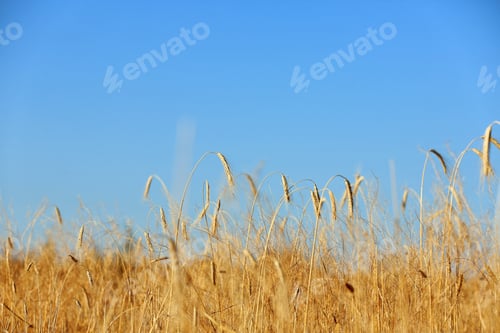 Preview: Landscape with wheat field and blue sky. Cereal grain crop