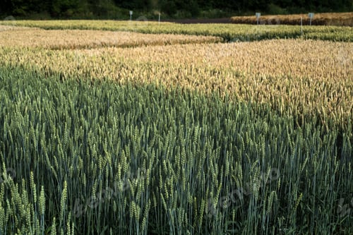 Preview: various types of cereal varieties, top view of cereal plantations