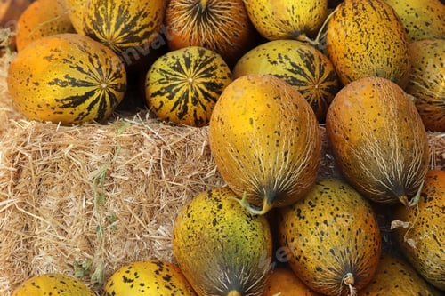 Preview: Melons on and around the hay bale.