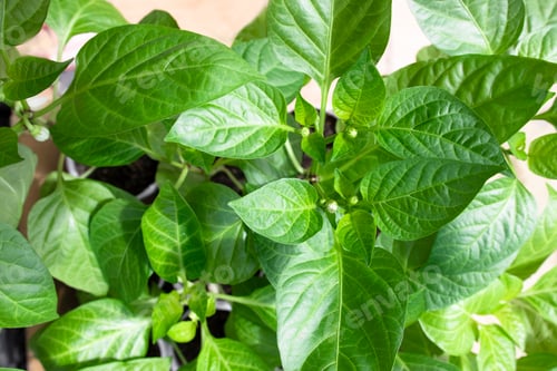 Preview: Pepper seedlings ready for transplanting into open ground. healthy beautiful plants with buds