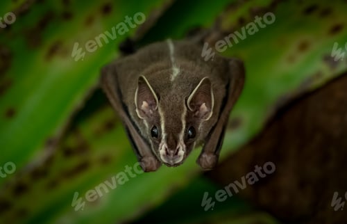 Preview: Bat in the Rainforest of Costa Rica