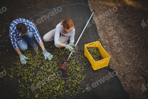 Preview: Young couple working at olive farm