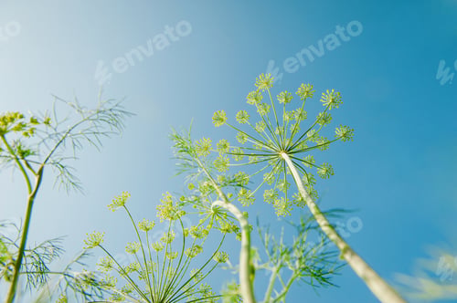 Preview: Beautiful tender dill on a background of blue sky