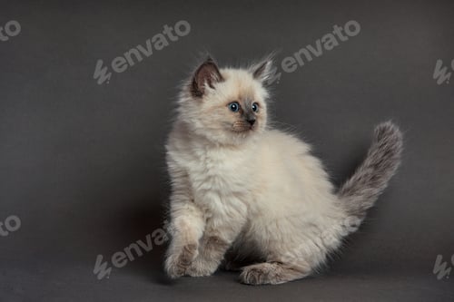 Preview: Sleepy british kitten over black background. Sweety british kitten.