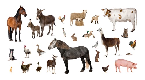 Preview: Large group of many farm animals standing together