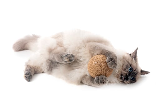 Preview: siberian cat in studio
