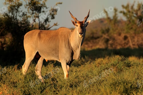 Preview: Eland antelope in natural habitat
