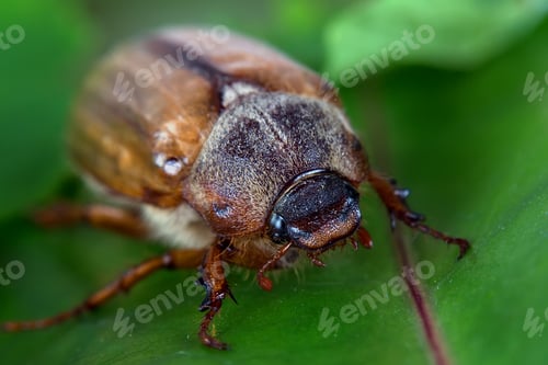 Preview: Beetle in the wild