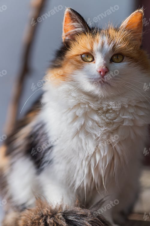 Preview: Portrait of a cute fluffy calico cat sitting still under the sunlight looking at the camera